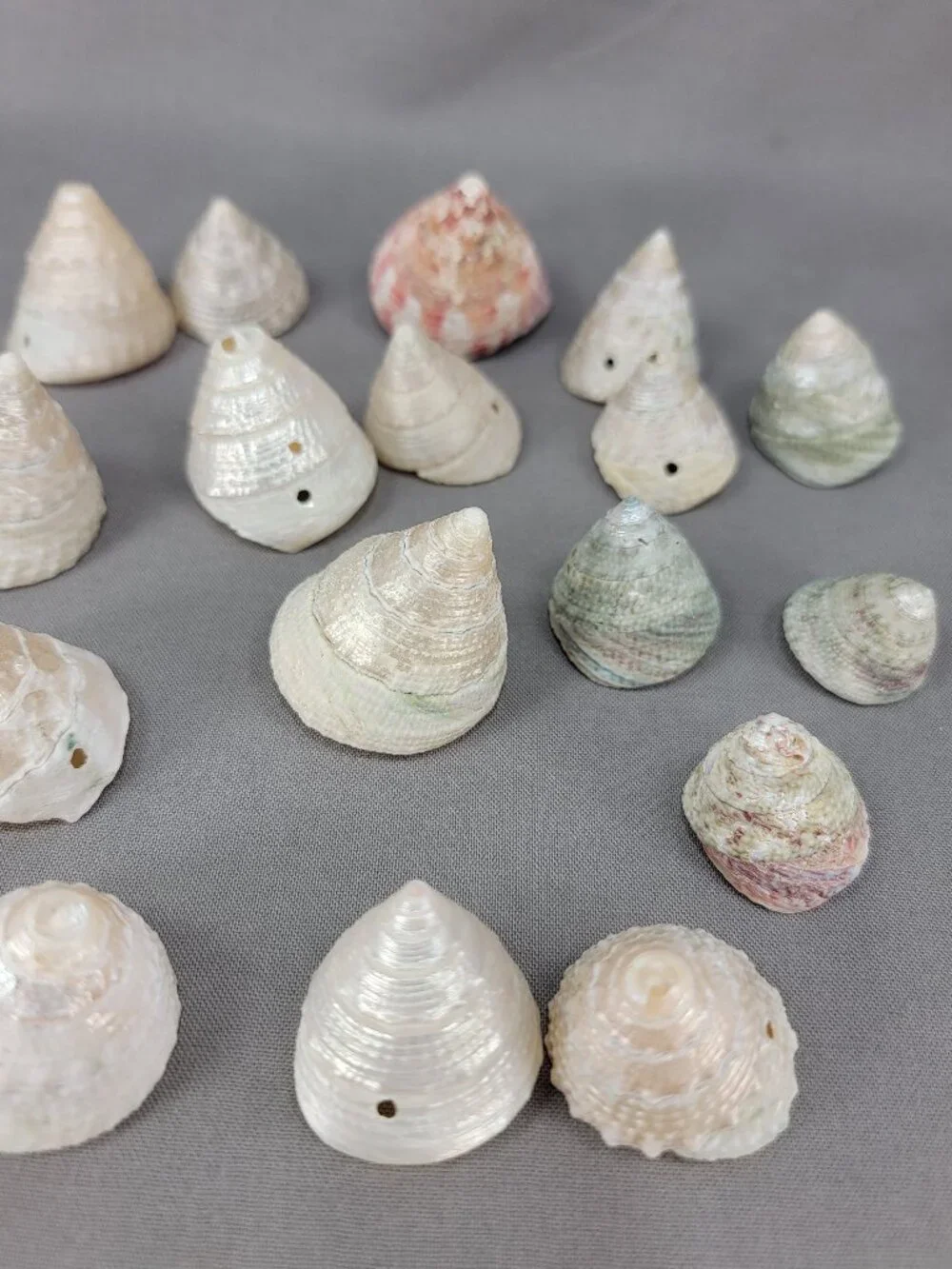 Top Trochus Shell Seashell Lot of 17 Nautical Beach Ocean Decor Crafts